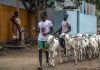 Livestock prices stress Muslims in Africa ahead of Eid al-Adha