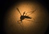 Can mosquitoes spread the coronavirus?