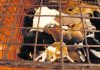 Cambodian butcher quits dog meat trade, shuts slaughterhouse