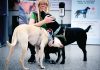 Finland deploys coronavirus-sniffing dogs at main airport