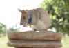 Giant rat wins animal hero award for sniffing out landmines