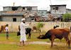 Sri Lanka government decides to ban cattle slaughter