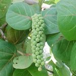 02FRUIT SEA GRAPE (1)_result