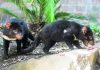 Feisty Tasmanian devils roaming Australian mainland again