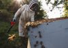 ‘Crazy’ beekeepers determined to make it in tough times
