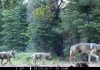 Trump officials end gray wolf protections across most of U.S.