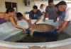 Turtle Shelly-Ann rescued by dedicated volunteers