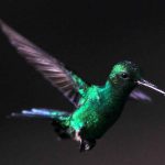 14BIRD PIC 3 (4)_result