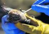 Scientists focus on bats for clues to prevent next pandemic
