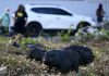 Feral pigs flummox Puerto Rico, infiltrate communities