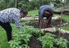 Amid pandemic, Pacific islands work to offset food shortages
