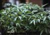 U.N. agency removes cannabis from strictest drug category