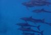 Aruba National Park: Dolphins spotted in Aruba waters