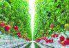 High-tech indoor farmer AppHarvest starts shipping tomatoes