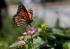Monarch butterfly population moves closer to extinction