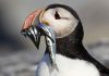 Puffin stuff: Herring rules could boost funny-looking bird