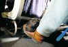 American Airlines is grounding emotional-support animals