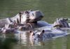 Fear and love surround Escobar’s hippos thriving in Colombia