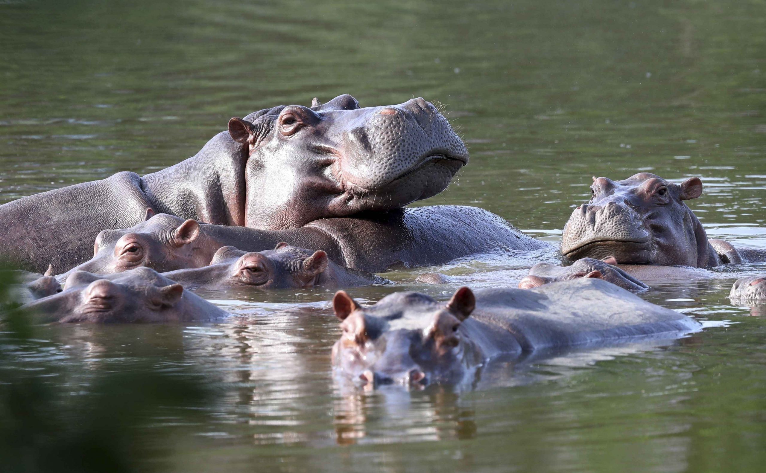 colombia hippo tour
