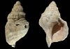 Ancient shell horn can still play a tune after 18,000 years
