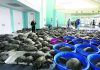 Thousands of cold-stunned sea turtles being rescued in Texas