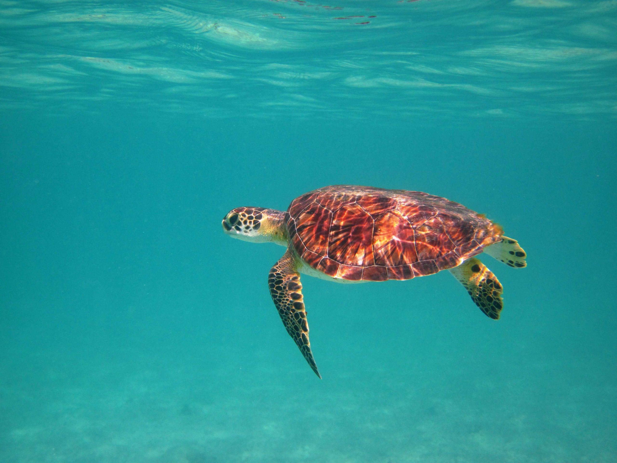 Aruba's underwater wonderland - Aruba Today