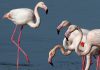 Cyprus activists: Hunters’ lead pellets threaten flamingos