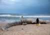 Israel shuts Mediterranean shore after oil devastates coast