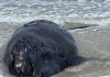 Rules planned to save right whales loom over lobster fishers
