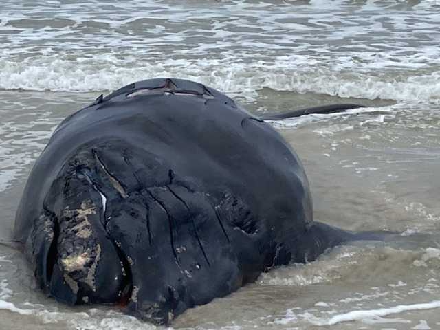 Rules planned to save right whales loom over lobster fishers – Aruba Today