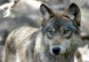 Hunters and trappers blow past Wisconsin’s wolf kill target