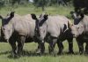 South Africa’s virus lockdown helps reduce rhino poaching