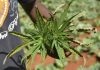 Jamaica faces marijuana shortage as farmers struggle
