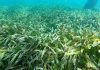 Seagrasses form essential habitats