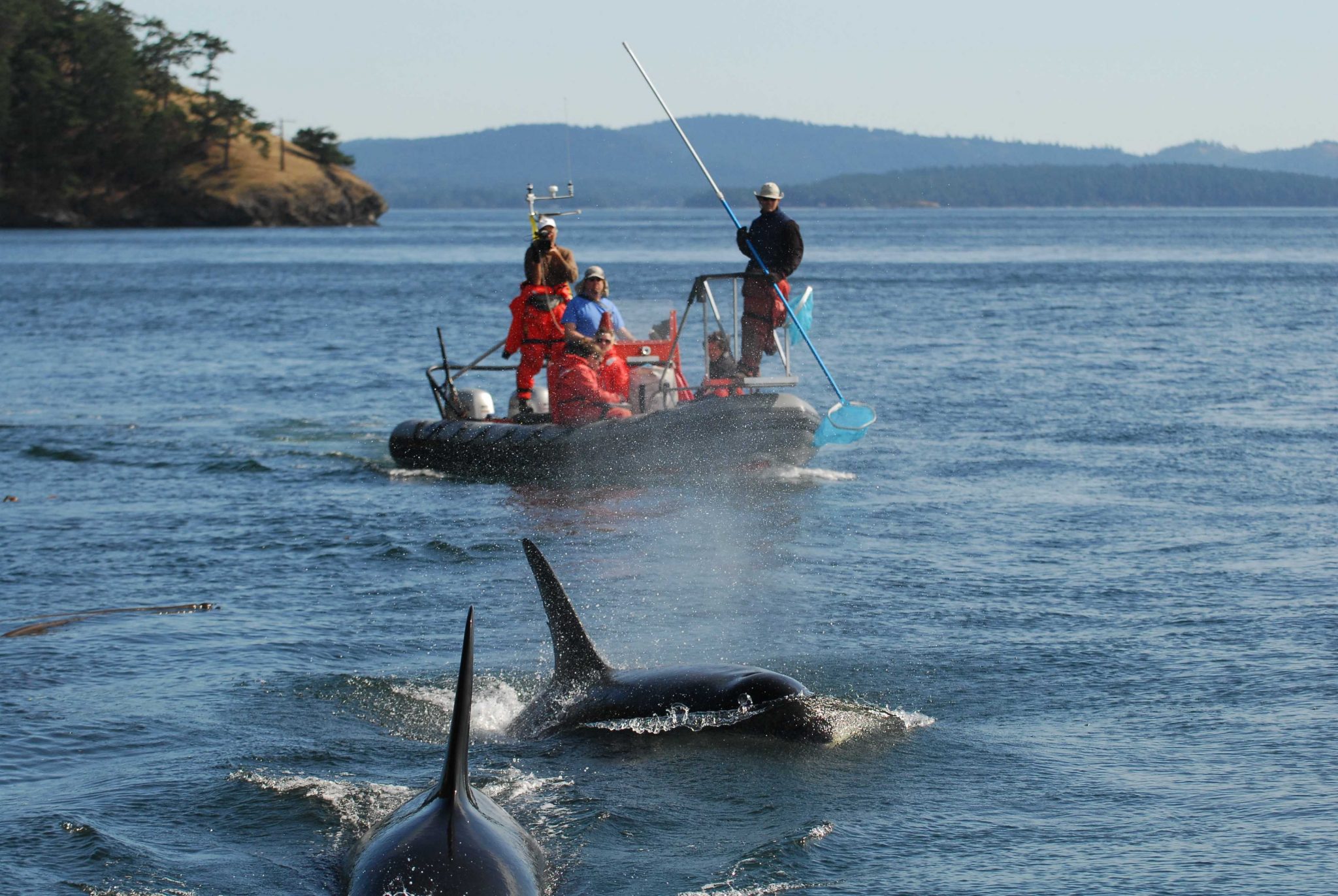 Study Chinook salmon are key to Northwest orcas all year Aruba Today
