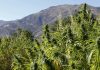Morocco moves toward legalizing medical marijuana
