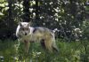 Wild population of endangered Mexican wolves keeps growing