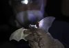 In quieter Mexico City, rare bats make an appearance