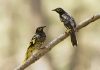 As endangered birds lose their songs, they can’t find mates