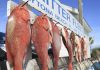 New study triples estimate of red snapper in Gulf of Mexico