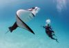 Citizen scientists needed to identify local Manta and Devil Rays