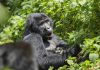 Endangered animals: Gorillas