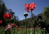 Mexican president says poppy growing being studied
