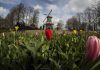 Visitors tiptoe through the tulips in Dutch virus test