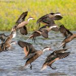 23Birds- Ducks_result