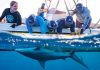 Caribbean Shark Coalition Launched to Promote Training, Impact, and Collaboration around shark protections in the Greater Caribbean Region
