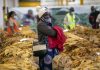 Zimbabwe’s tobacco booms, but Black growers complain of debt