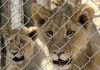 In major move, South Africa to end captive lion industry