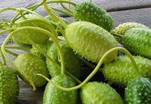 Fruit Loose & Veggie Boost; Aruban fruits and vegetables