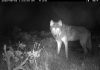 1st gray wolf pups since 1940s spotted in Colorado
